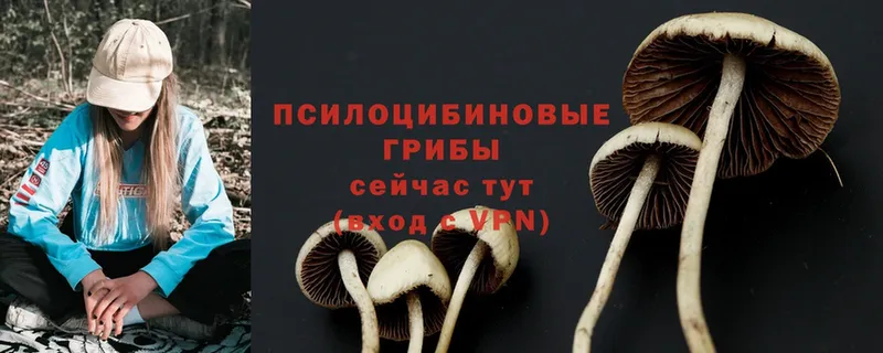 закладки  Мамоново  Псилоцибиновые грибы Magic Shrooms 